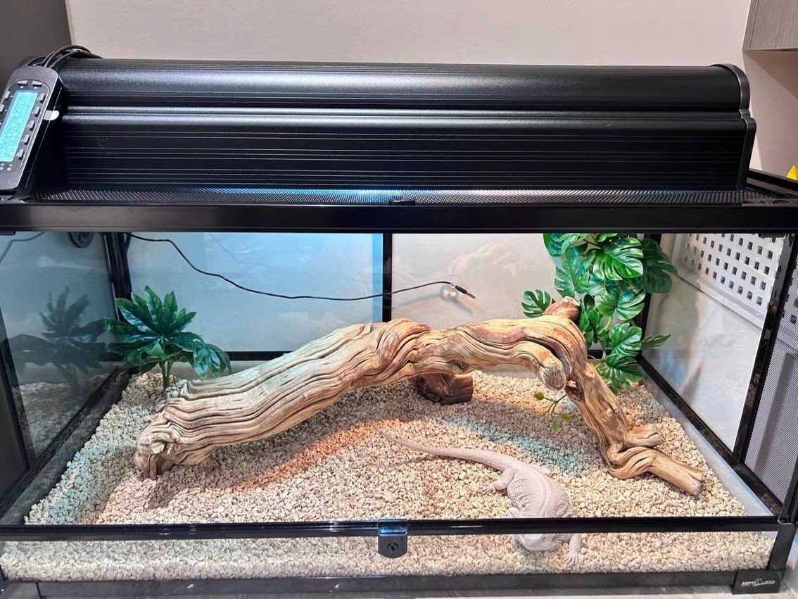 爬寵架 爬寵架 龍魚論壇 第5張