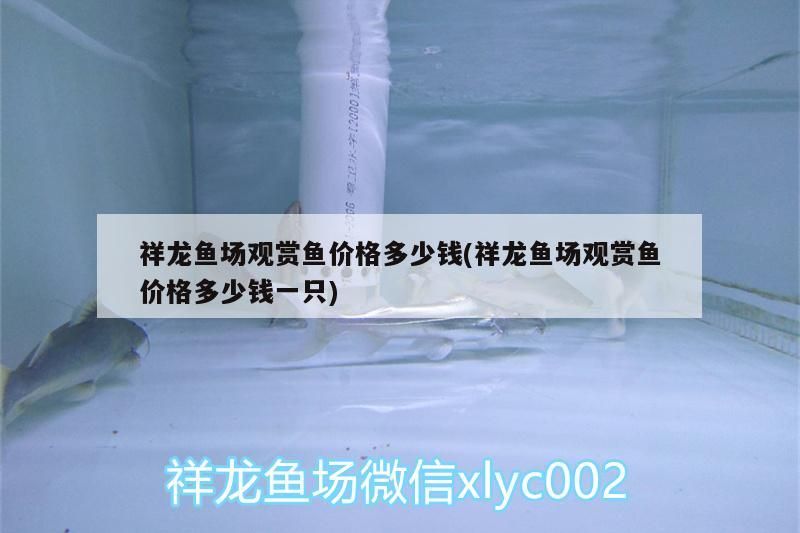 祥龍魚場觀賞魚價格多少錢(祥龍魚場觀賞魚價格多少錢一只)