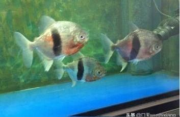 虎紋銀板魚水草選擇指南，虎紋銀板魚水草的選擇指南