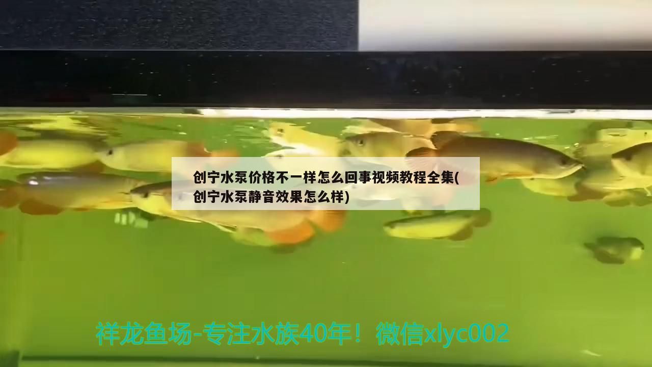 創寧水泵價格不一樣怎么回事視頻教程全集(創寧水泵靜音效果怎么樣)