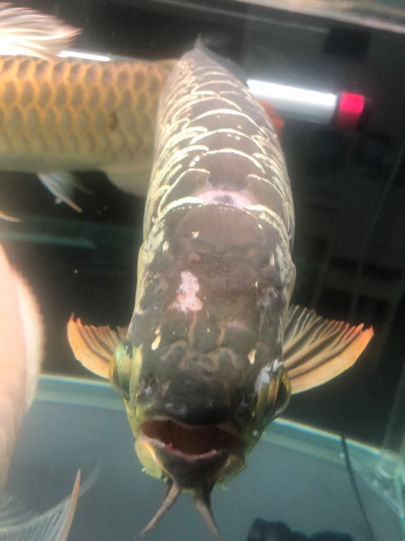 魚缸用增氧泵價(jià)格是多少:魚缸增氧機(jī)-xtrac增氧機(jī)-xtrac增氧機(jī) 創(chuàng)海魚缸怎么安裝電池 海水魚缸安裝視頻 廣州孟吉爾 創(chuàng)海魚缸怎么安裝電池 海水魚缸安裝視頻 創(chuàng)海魚缸怎么安裝電池 海水魚缸安裝視頻 廣州孟吉爾