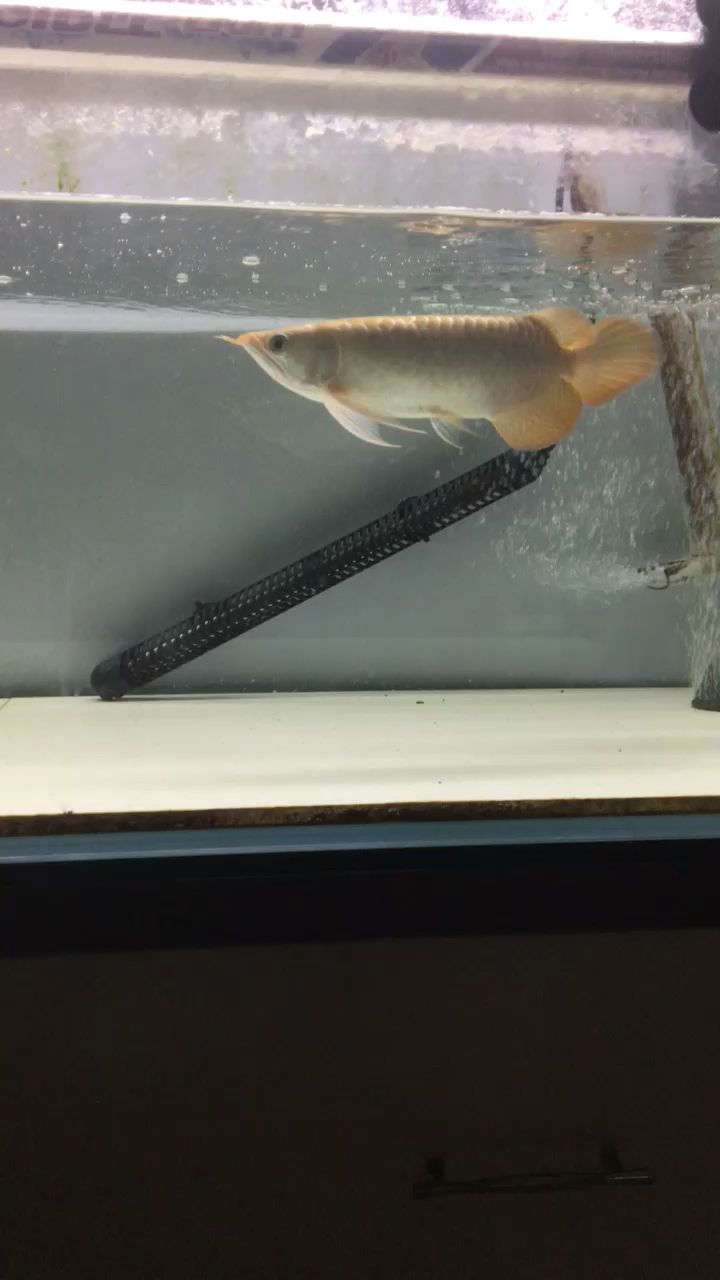 蘭州市魚缸制作店地址在哪里呀（魚缸里的水長(zhǎng)期不換怎么能保持清潔） 蘭州市魚缸制作店地址在哪里呀（魚缸里的水長(zhǎng)期不換怎么能保持清潔） 全國(guó)水族館企業(yè)名錄 第2張