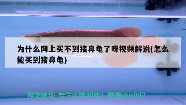 為什么網(wǎng)上買不到豬鼻龜了呀視頻解說(怎么能買到豬鼻龜)