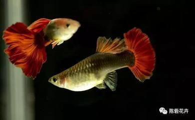 淡水觀賞魚壽命多長（淡水觀賞魚的壽命）