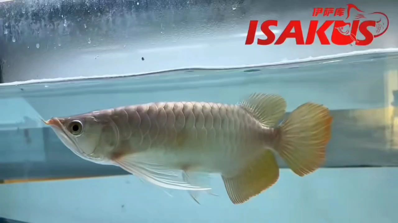 優(yōu)秀個體