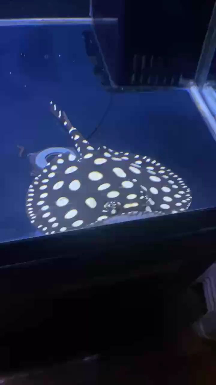 龍魚干蝦有營養嗎 反復發燒咳嗽 龍魚論壇 反復發燒咳嗽 反復發燒咳嗽 龍魚論壇