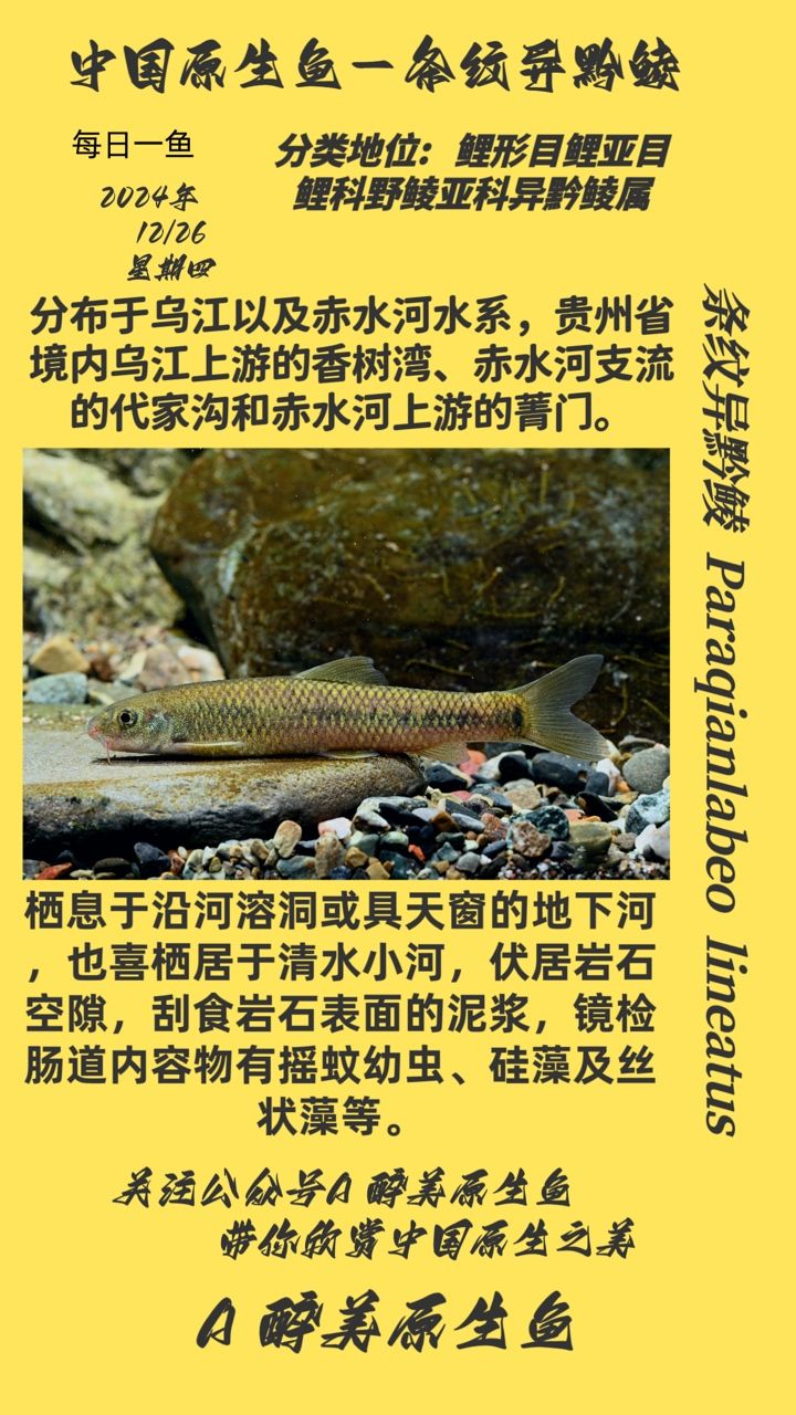 條紋異黔鯪