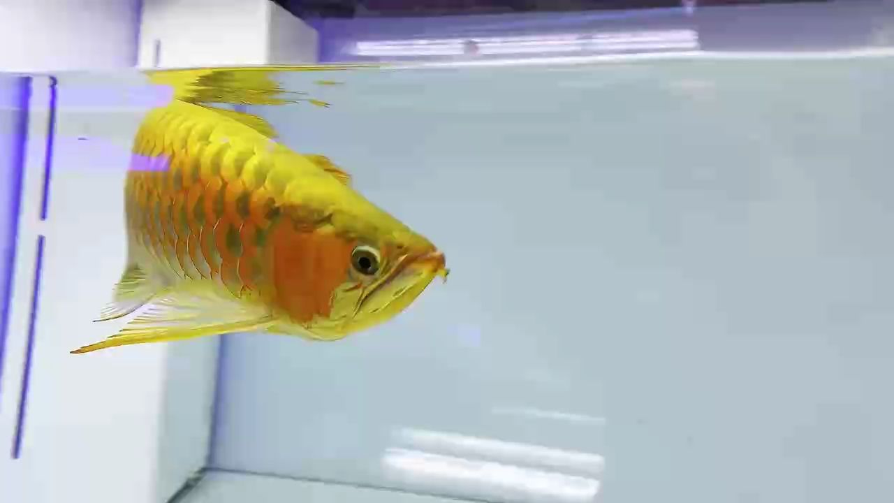 第二尾滿片即將出道 第二尾滿片即將出道 龍魚論壇