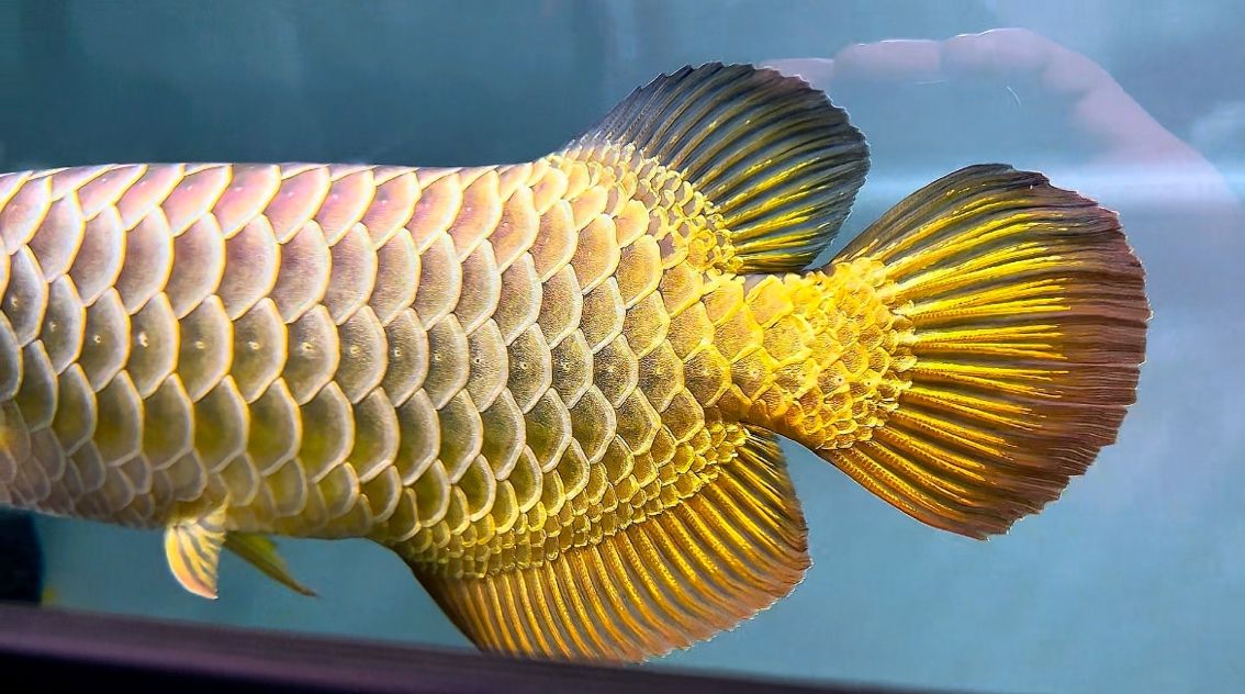 這金質? 龍魚論壇 第1張 這金質? 這金質? 龍魚論壇 第1張
