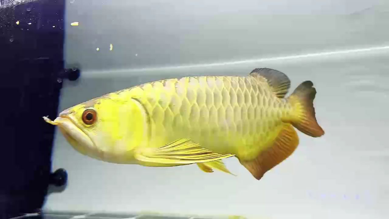 炮彈頭金頭過背金龍