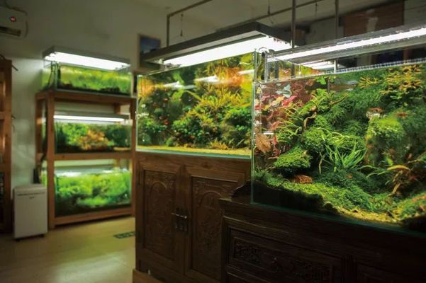水族館經營模式分析：水族館的經營建設