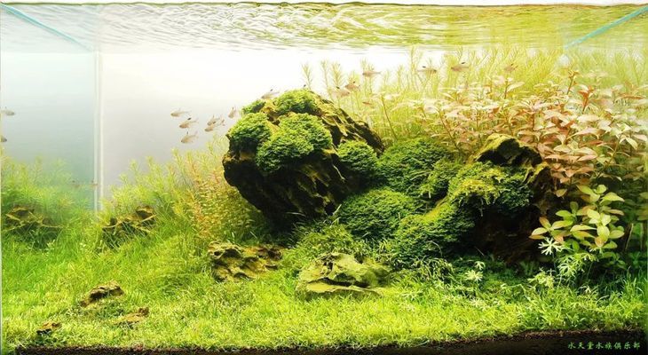 除了這三種魚，還有哪些魚不適合與龍魚混養？（哪些魚不適合與龍魚混養？）