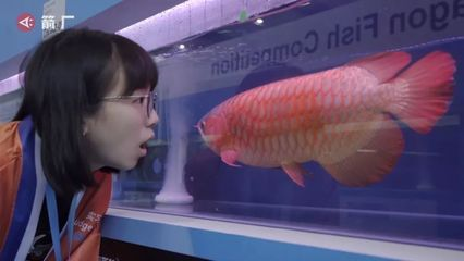 紅龍魚比賽第一名是什么