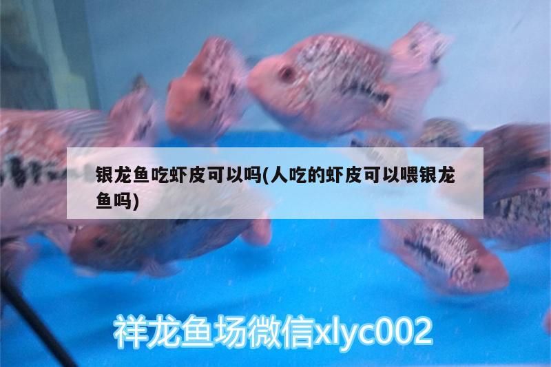 銀龍魚吃蝦皮可以嗎(人吃的蝦皮可以喂銀龍魚嗎)