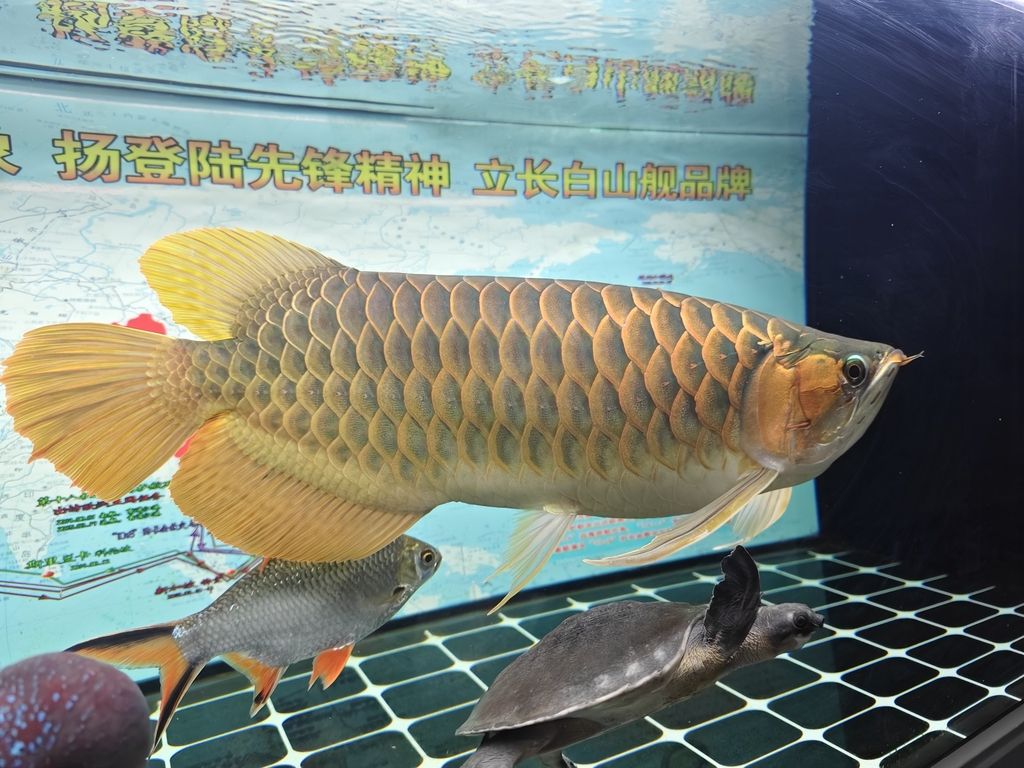 給大魚缸換水的作文:體驗給大魚缸換水的樂趣:體驗給大魚缸換水:給大魚缸換水的作文 兩年多了,終于會龍吟了 龍魚論壇 兩年多了,終于會龍吟了 兩年多了,終于會龍吟了 龍魚論壇