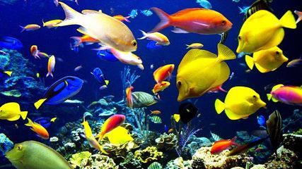 水族館景點（上海海洋水族館） 水族館景點（上海海洋水族館） 水族館百科（水族館加盟） 第3張