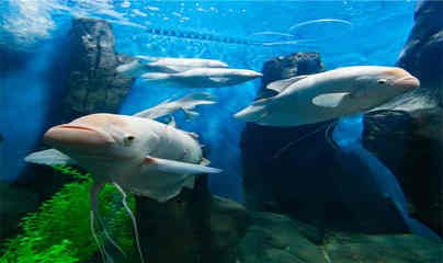 水族館景點（上海海洋水族館） 水族館景點（上海海洋水族館） 水族館百科（水族館加盟） 第5張