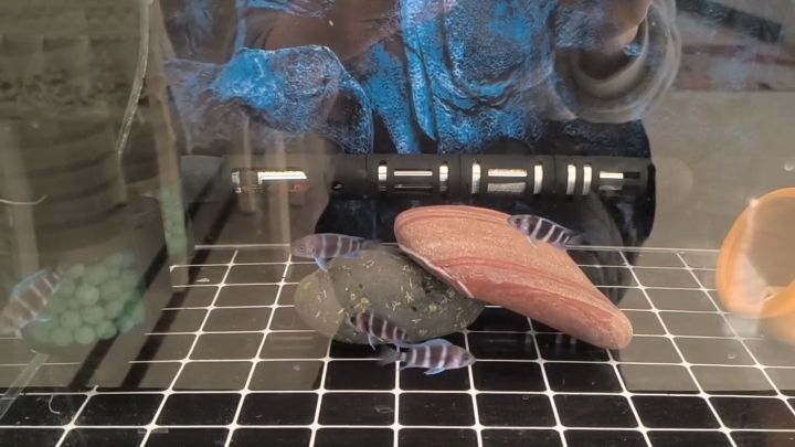 我的虎魚真菌感染了要怎么處理 簡單就好 龍魚論壇 簡單就好 簡單就好 龍魚論壇