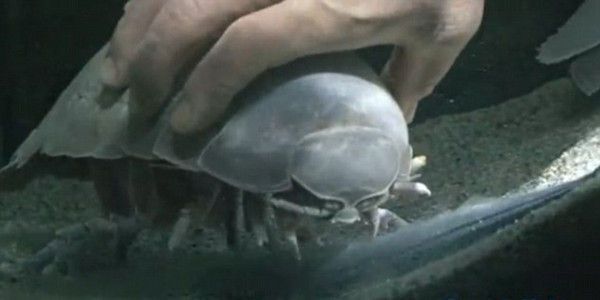 水族館的魚為什么不互相吃（水族館如何控制魚類飲食）