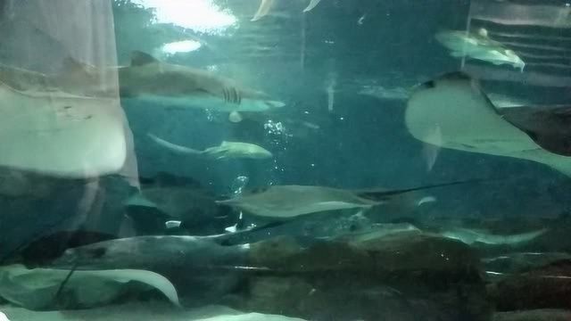 水族館的魚為什么不互相吃（水族館如何控制魚類飲食）