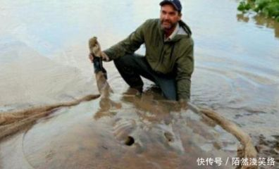 魟魚淡水能養嗎有毒嗎視頻:淡水魟魚可以飼養嗎,魟魚淡水能養嗎有毒嗎 魟魚百科 第2張 魟魚淡水能養嗎有毒嗎視頻:淡水魟魚可以飼養嗎,魟魚淡水能養嗎有毒嗎 魟魚淡水能養嗎有毒嗎視頻:淡水魟魚可以飼養嗎,魟魚淡水能養嗎有毒嗎 魟魚百科 第2張