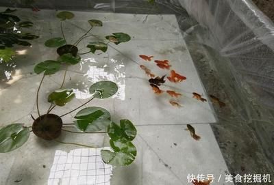 吃浮萍的觀賞魚有哪些好處呢（觀賞魚吃浮萍有哪些好處？）