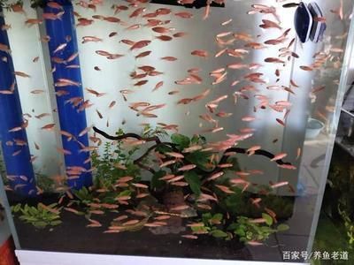 吃浮萍的觀賞魚有哪些好處呢（觀賞魚吃浮萍有哪些好處？）