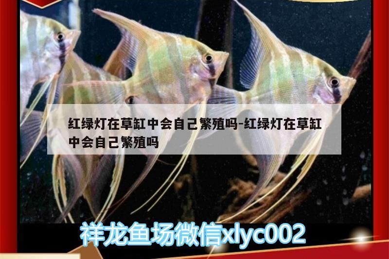 紅綠燈在草缸中會自己繁殖嗎:紅綠燈在草缸中會自己繁殖嗎 紅綠燈在草缸中會自己繁殖嗎:紅綠燈在草缸中會自己繁殖嗎 錦鯉魚百科