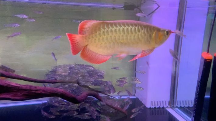 水族館加盟店有哪些品牌名稱和地址（水族館加盟優勢分析）