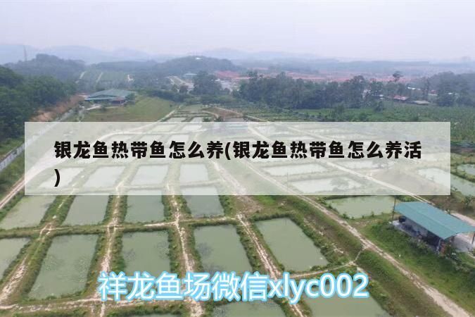 銀龍魚(yú)熱帶魚(yú)怎么養(yǎng)(銀龍魚(yú)熱帶魚(yú)怎么養(yǎng)活)