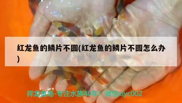 魚缸的過濾器怎么清洗干凈（魚缸過濾芯怎么清洗）