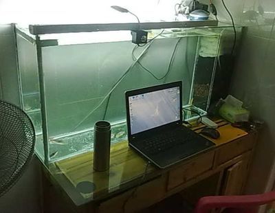 澳洲淡水觀賞魚品種大全圖片（澳洲淡水觀賞魚品種大全圖片及價格） 澳洲淡水觀賞魚品種大全圖片（澳洲淡水觀賞魚品種大全圖片及價格） 觀賞魚百科