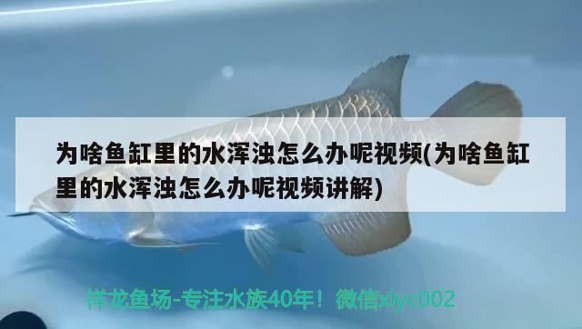 飼料 為啥魚缸里的水渾濁怎么辦呢視頻(為啥魚缸里的水渾濁怎么辦呢視頻講解) 觀賞魚百科 為啥魚缸里的水渾濁怎么辦呢視頻(為啥魚缸里的水渾濁怎么辦呢視頻講解) 為啥魚缸里的水渾濁怎么辦呢視頻(為啥魚缸里的水渾濁怎么辦呢視頻講解) 觀賞魚百科