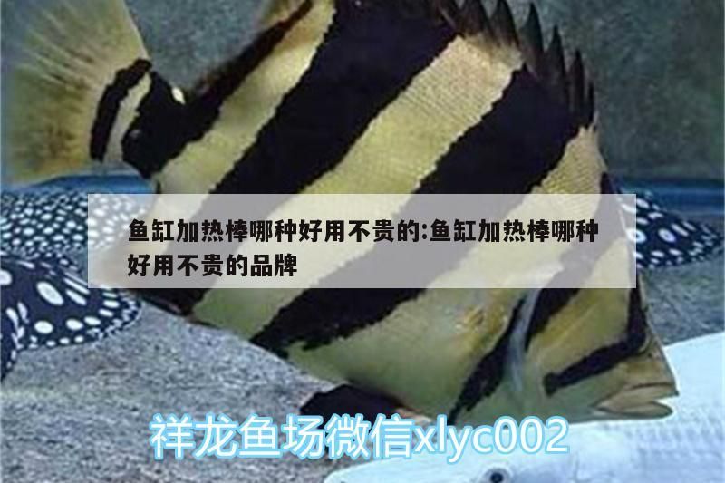 給大魚缸換水的作文:體驗給大魚缸換水的樂趣:體驗給大魚缸換水:給大魚缸換水的作文 魚缸加熱棒哪種好用不貴的:魚缸加熱棒哪種好用不貴的品牌 黃金貓魚百科 魚缸加熱棒哪種好用不貴的:魚缸加熱棒哪種好用不貴的品牌 魚缸加熱棒哪種好用不貴的:魚缸加熱棒哪種好用不貴的品牌 黃金貓魚百科