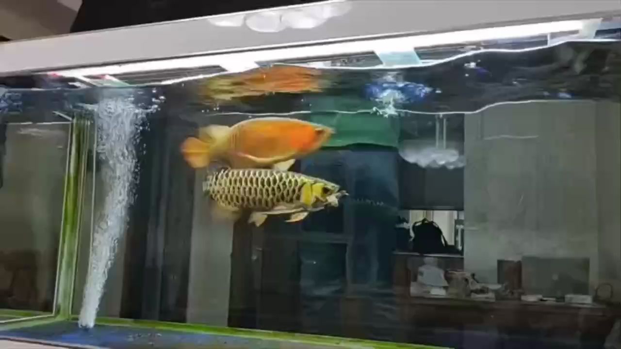 野性的覺醒