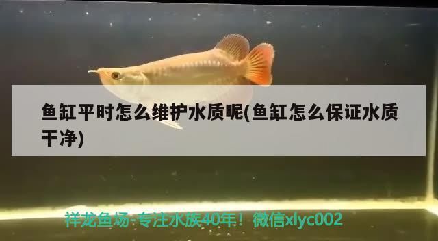 魚缸平時(shí)怎么維護(hù)水質(zhì)呢(魚缸怎么保證水質(zhì)干凈)