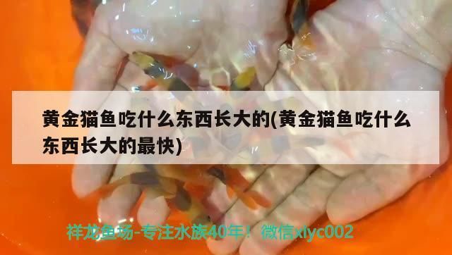 黃金貓魚吃什么東西長大的(黃金貓魚吃什么東西長大的最快)