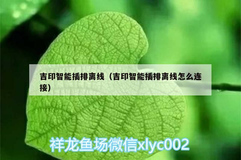 吉印智能插排離線（吉印智能插排離線怎么連接） 吉印智能插排離線（吉印智能插排離線怎么連接） 吉印水族 第1張