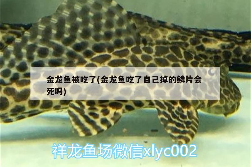 金龍魚被吃了(金龍魚吃了自己掉的鱗片會死嗎) 金龍魚被吃了(金龍魚吃了自己掉的鱗片會死嗎) 錦鯉魚百科