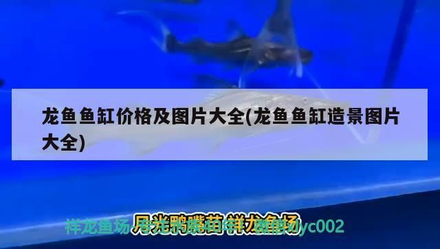 龍魚魚缸價格及圖片大全(龍魚魚缸造景圖片大全)