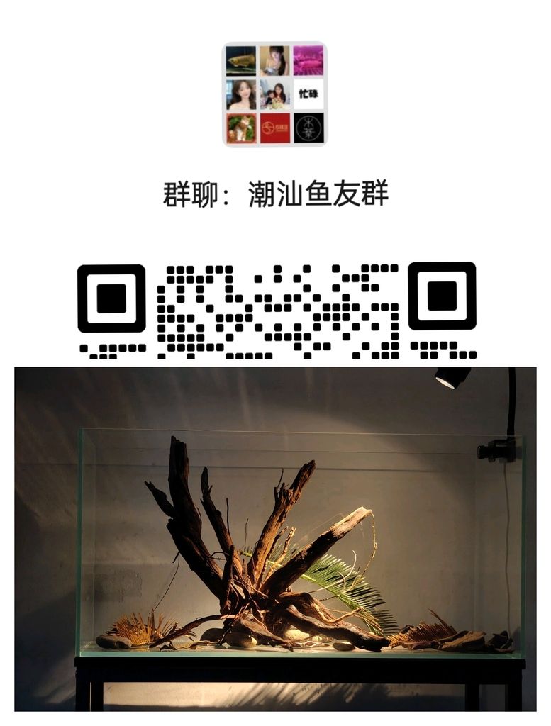 專屬膠己人的魚友群