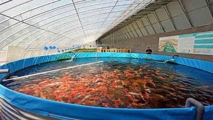 8080魚缸上下水：80 8080魚缸上下水：80 魚缸百科 第3張