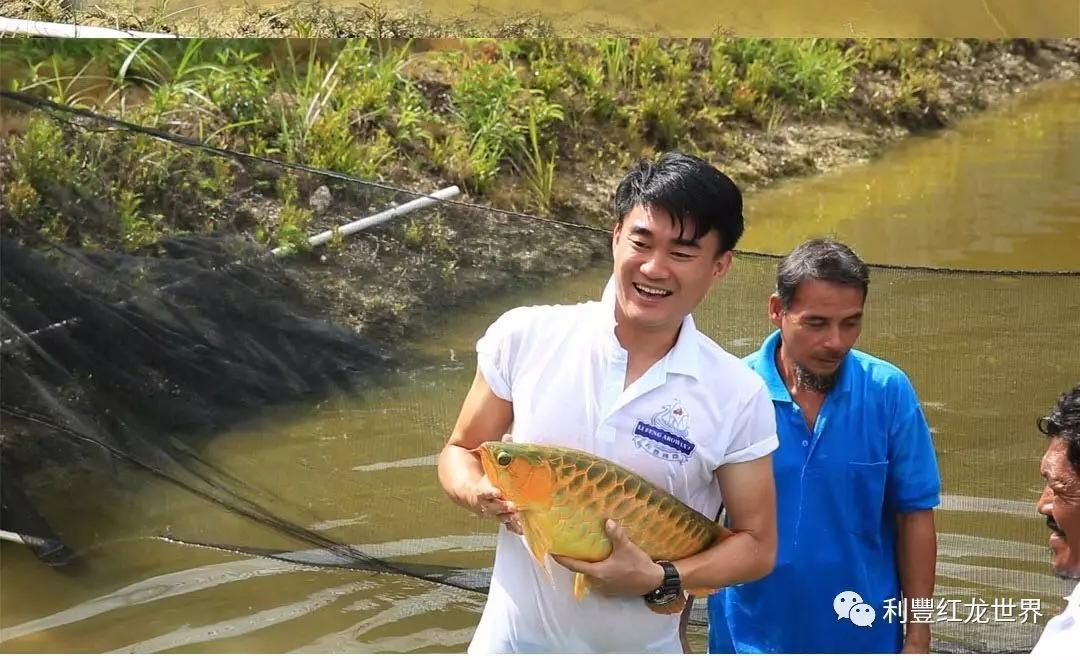 紅龍魚體型塑造方法：紅龍魚體型塑造的具體方法