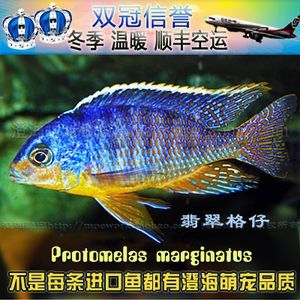 觀賞魚可以空運(yùn)嗎（觀賞魚是可以空運(yùn)的，但需要注意以下幾點(diǎn)信息僅供參考）