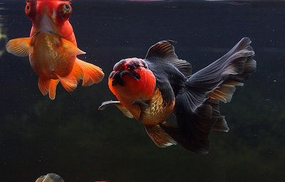 觀賞魚可以空運(yùn)嗎（觀賞魚是可以空運(yùn)的，但需要注意以下幾點(diǎn)信息僅供參考）