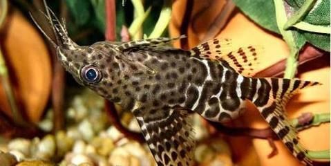 黃金貓魚繁殖水質凈化方法（黃金貓魚的繁殖技巧） 黃金貓魚繁殖水質凈化方法（黃金貓魚的繁殖技巧） 黃金貓魚百科 第3張