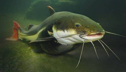 黃金貓魚繁殖水質凈化方法（黃金貓魚的繁殖技巧） 黃金貓魚繁殖水質凈化方法（黃金貓魚的繁殖技巧） 黃金貓魚百科 第4張