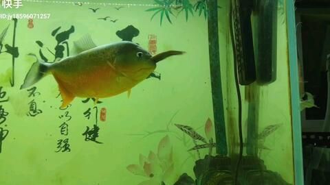 虎魚吃魚苗好還是泥鰍好：虎魚可以吃泥鰍嗎