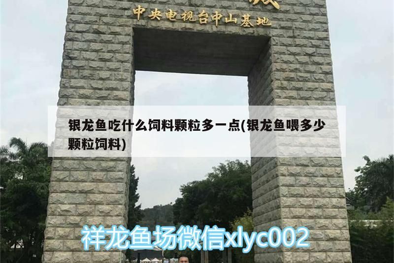 銀龍魚吃什么飼料顆粒多一點(銀龍魚喂多少顆粒飼料) 銀龍魚吃什么飼料顆粒多一點(銀龍魚喂多少顆粒飼料) 銀龍魚百科