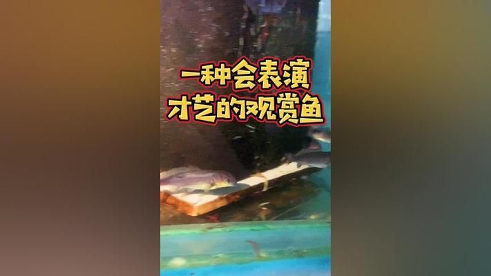 海豚魚缸圖片:關于海豚魚缸的一些圖片和詳情 魚缸百科 第2張 海豚魚缸圖片:關于海豚魚缸的一些圖片和詳情 海豚魚缸圖片:關于海豚魚缸的一些圖片和詳情 魚缸百科 第2張